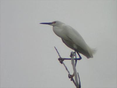 Snowy Egret, Berrien County, MI