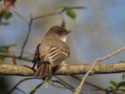 Eastern Phoebe