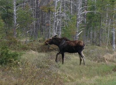 Moose