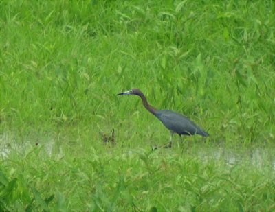 Little Blue Heron, Berrien County, MI