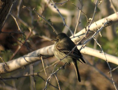 Gray Flycatcher