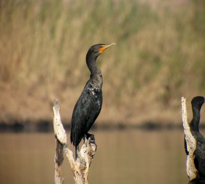 Double-crested Cormorant