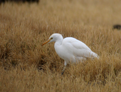Cattle Egret