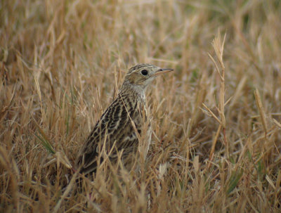 Sprague's Pipit