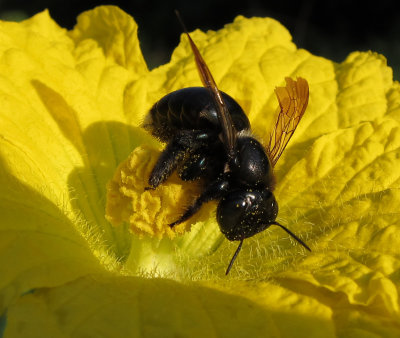 Pollen Bandit (p: Foliate Oak)