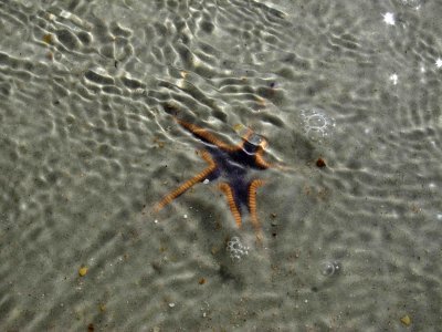 starfish