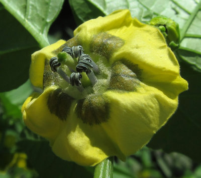 tomatillo blossom