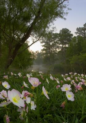Flowers in the Swamp