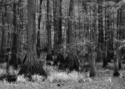 Cypress Grove in April - Infrared Version