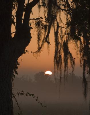 Mossy Sunrise
