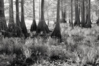 Cypress Grove in April 041- Infrared