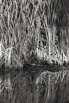 Marsh Grass B&W