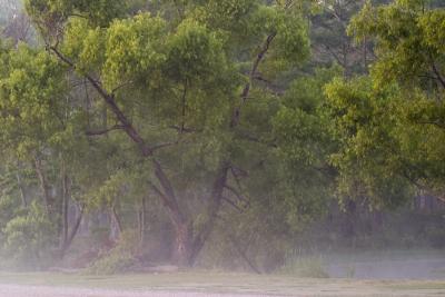 Willow in the Fog