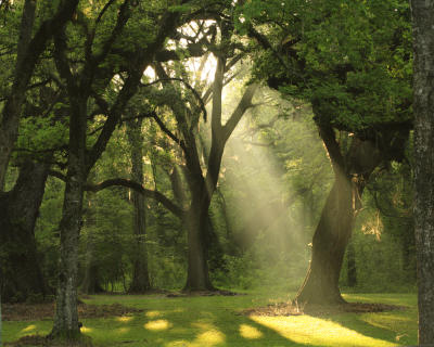 Forest Light #091