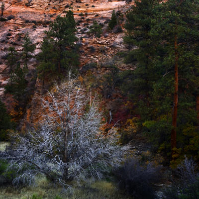 Zion #123 - Square