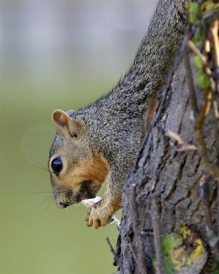 Girard Park Squirl
