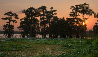 Hydrilla flowers at Sunset