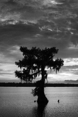 Cypress Sunset 07-28-06 #016