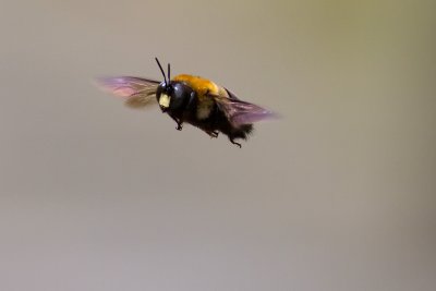 7D Wildlife (2009/2010)