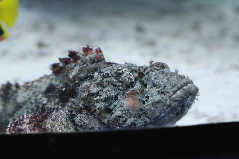 scorpionfish