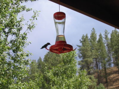 hummingbirds at Ponil staff camp