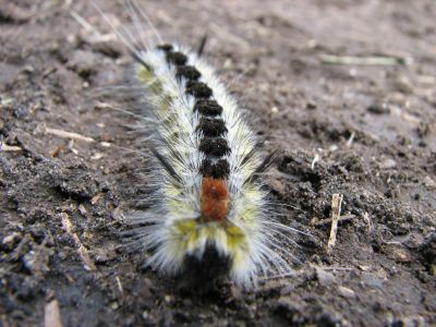 Friendly caterpillar