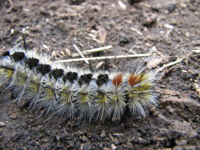 macro caterpillar