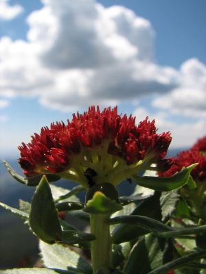 sky flowers - red