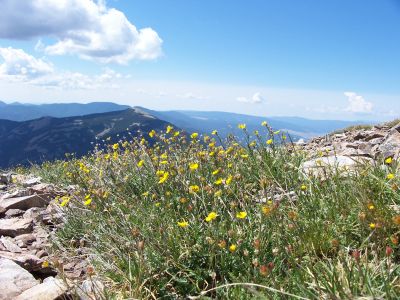 more wildflowers