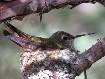 Hummingbird nest discovered at Cito