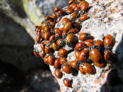 lady bug central