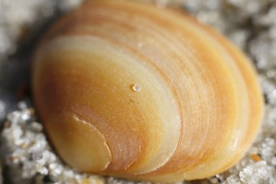 macro shell