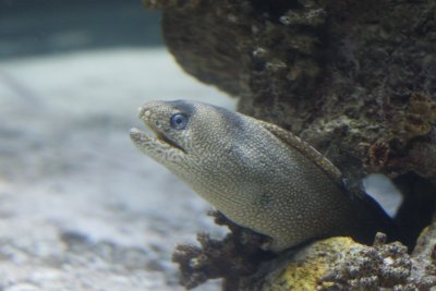 spotted eel