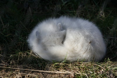 Arctic Fox