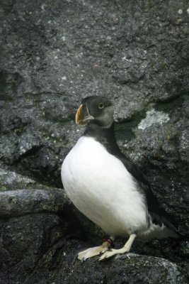 Puffin
