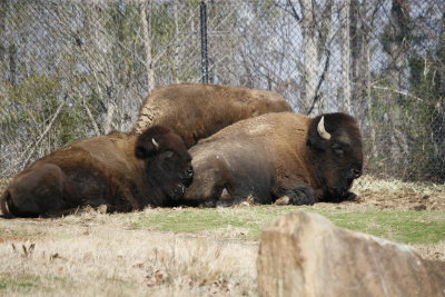 Bison