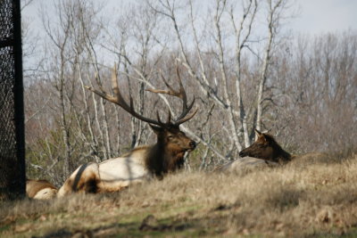 Elk