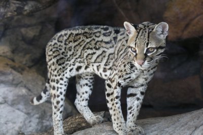 Ocelot