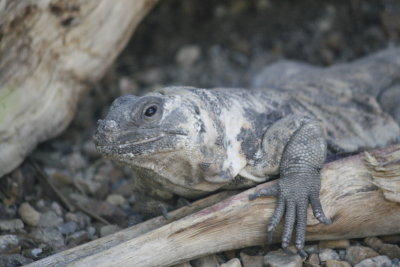 Iguana