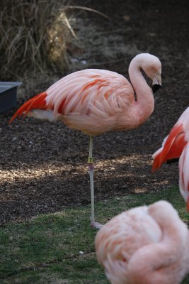 Flamingo
