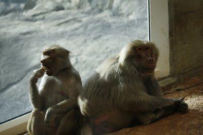 baboons