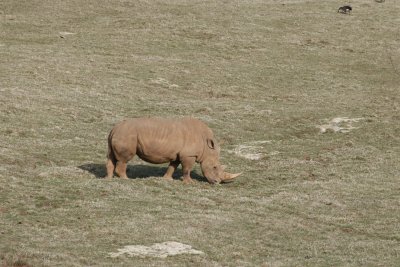 Rhino