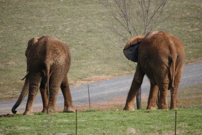 Elephants