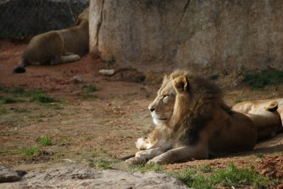 Lion after yawn