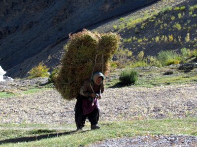 Porteuse de grains