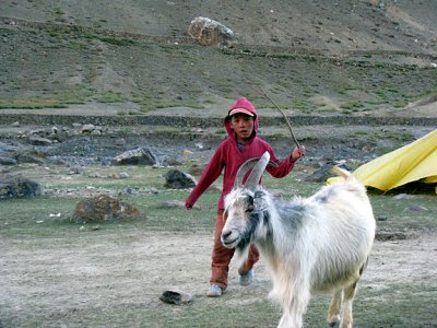 Enfant conduisant une chvre
