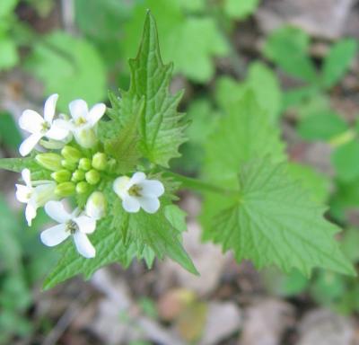Alliaire officinale