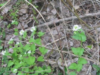 Alliaire officinale