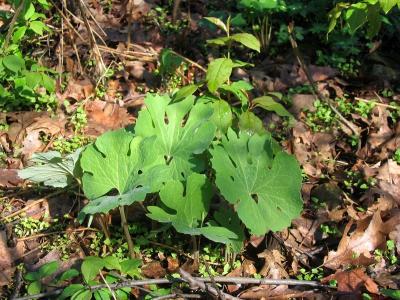 Sanguinaire du Canada  (sanguinaria canadensis)