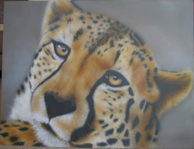 15 - Cheetah.jpg
